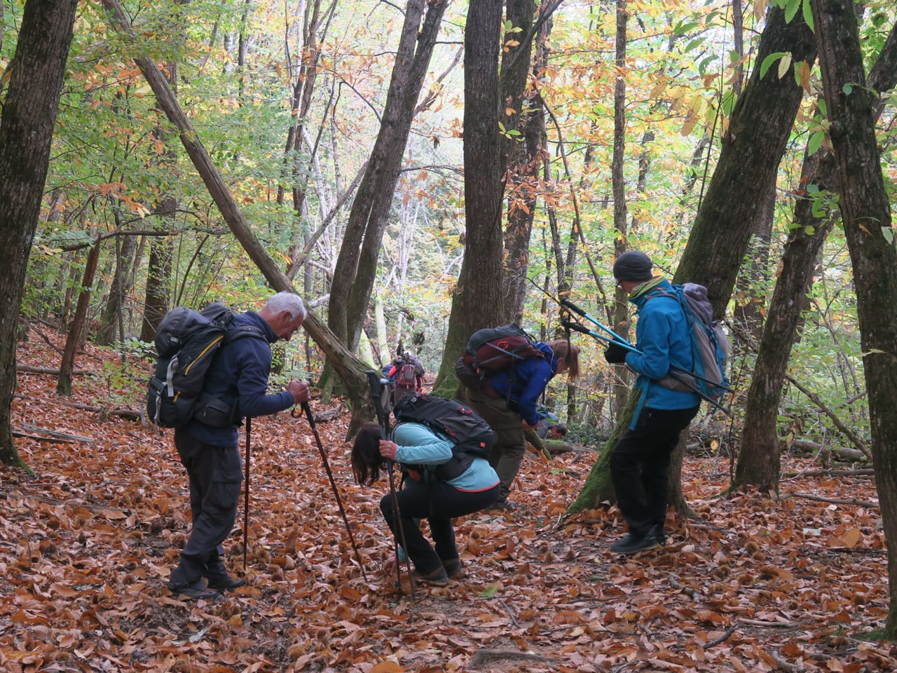 Ça ramasse de belles châtaignes