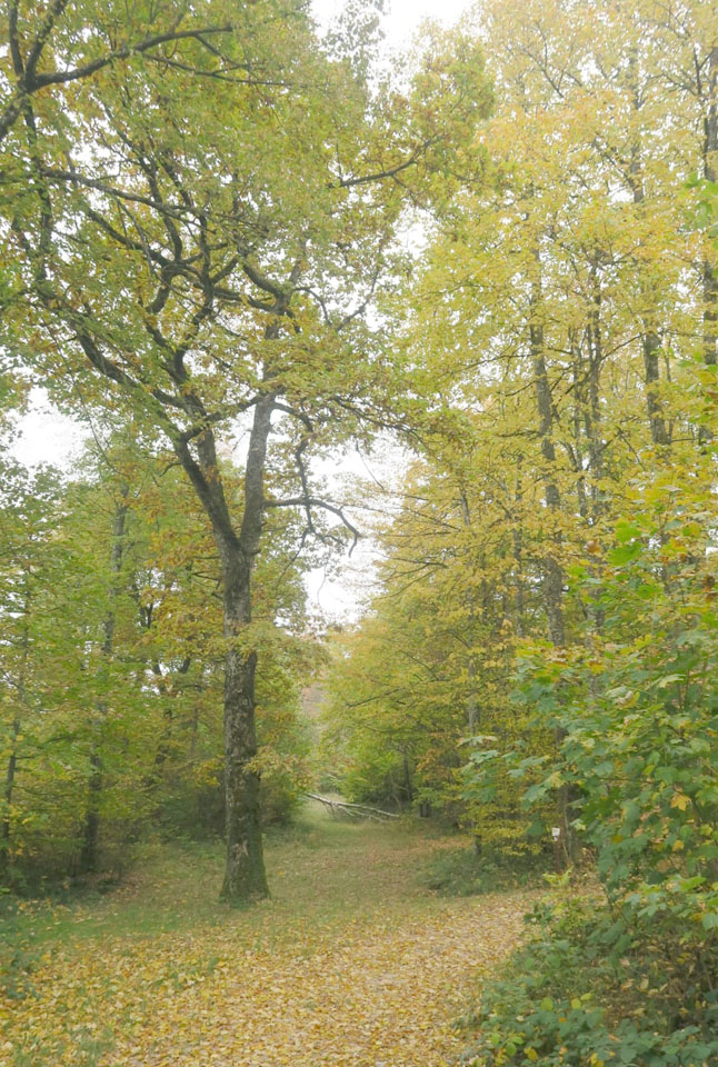 Jolie piste aux peintures automnales