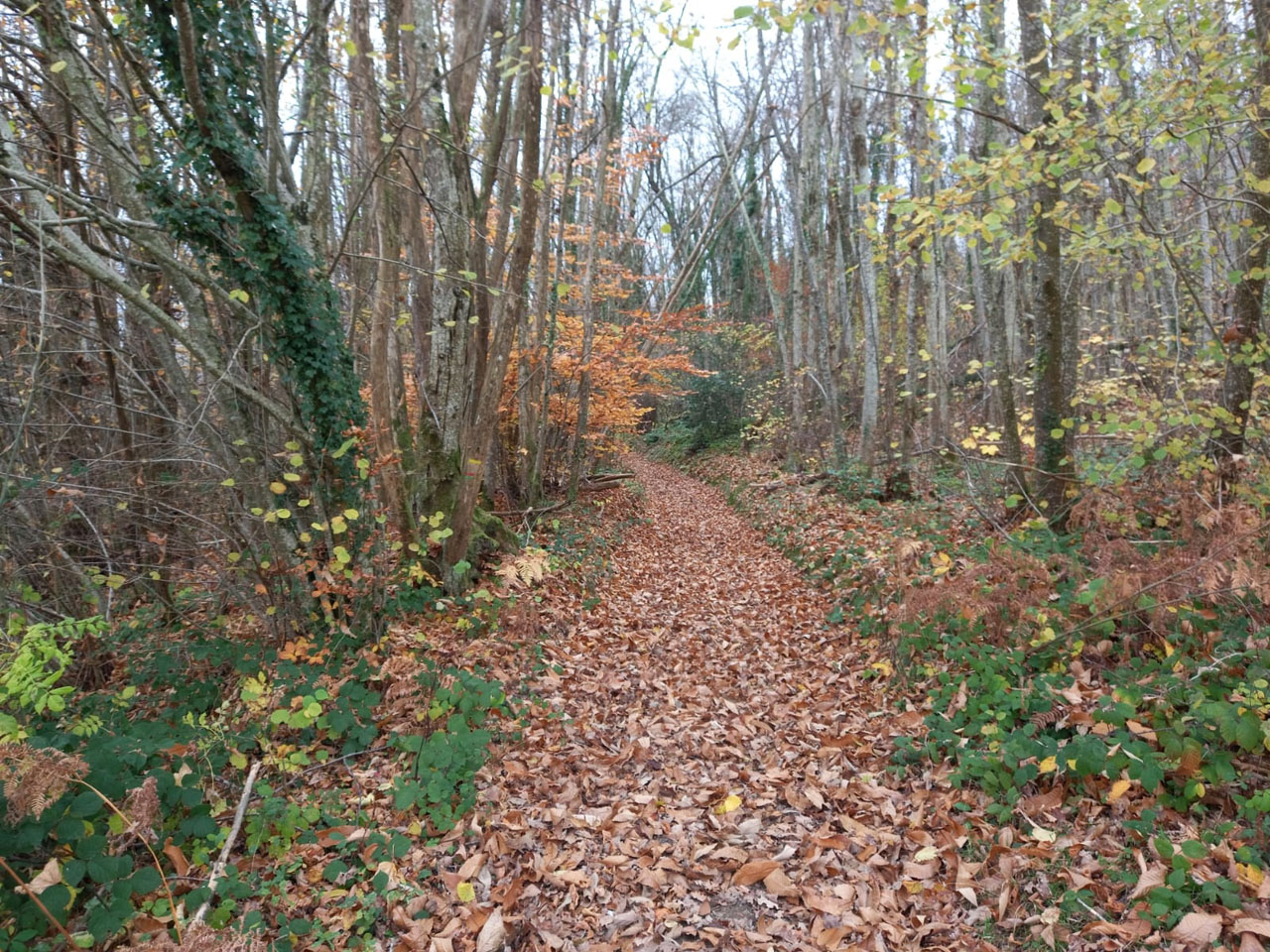 Photo de Vasseur(35)