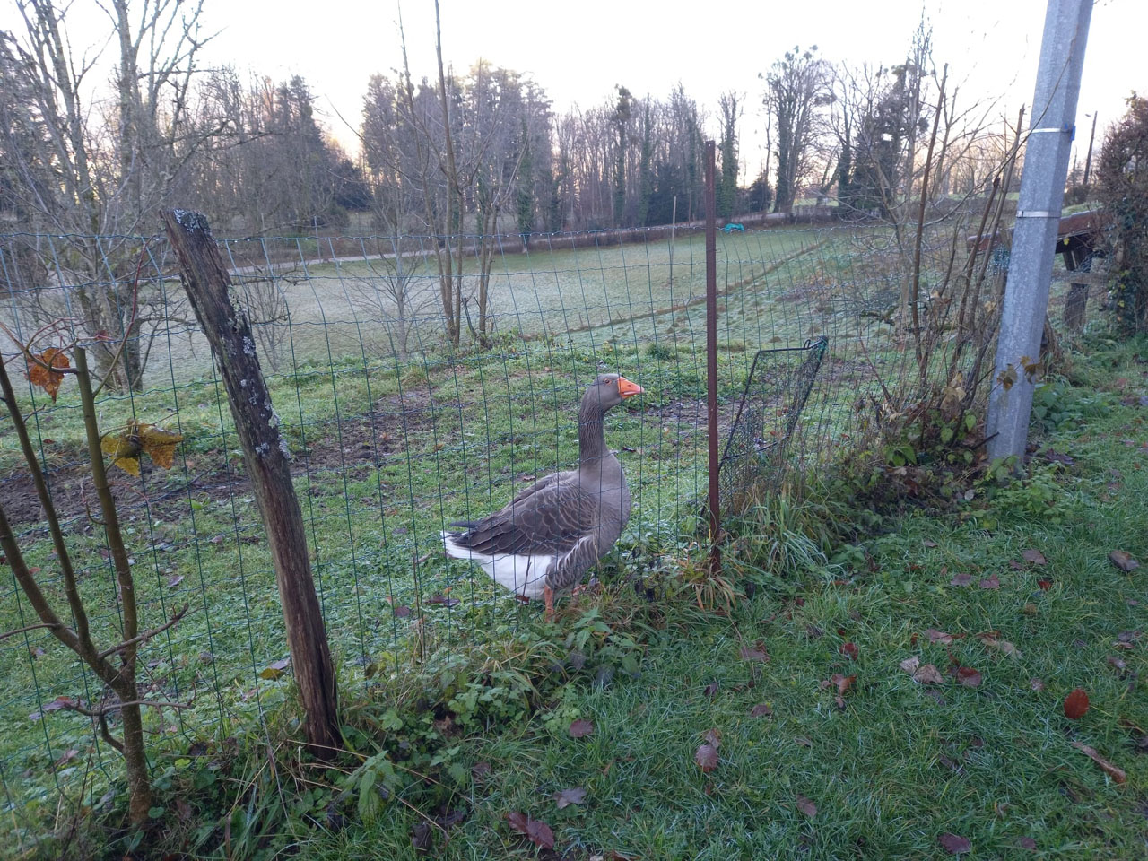 Photo de Vasseur(14)