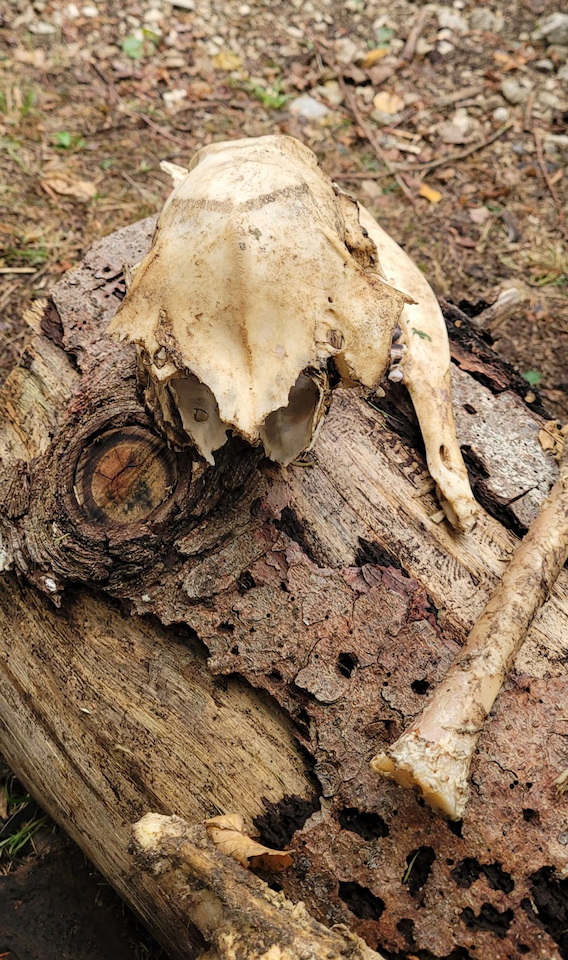 Photo de Vasseur(14)