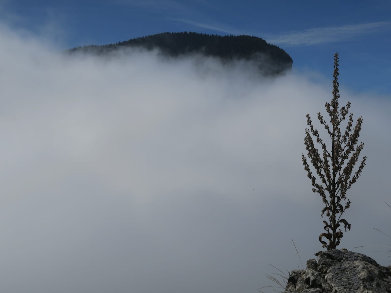 Photo de Vasseur(3)